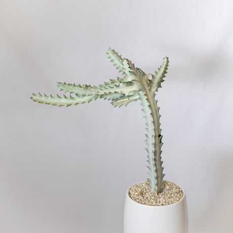 ユーフォルビア ホワイトゴースト 鉢セット Euphorbia lactea White Ghost 多肉植物 観葉植物 珍奇植物 静岡 ANTIDOTE 通販 S1119