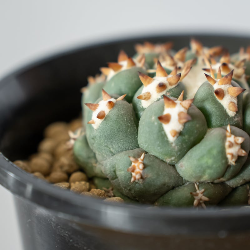 【美株強刺】ダブルヘッドコリファンタ 獅子奮迅 菊水 帝冠 黒王丸 天平丸 美株強刺ダブルヘッドコリファンタ 獅子奮迅 太平丸 菊水 帝冠 黒