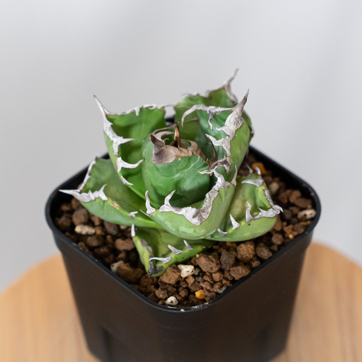 アガベ チタノタ 魔丸 oc株 中株 アガベ チタノタ 魔丸 美株 OC株 agave titanota imps 多肉植物 珍奇植