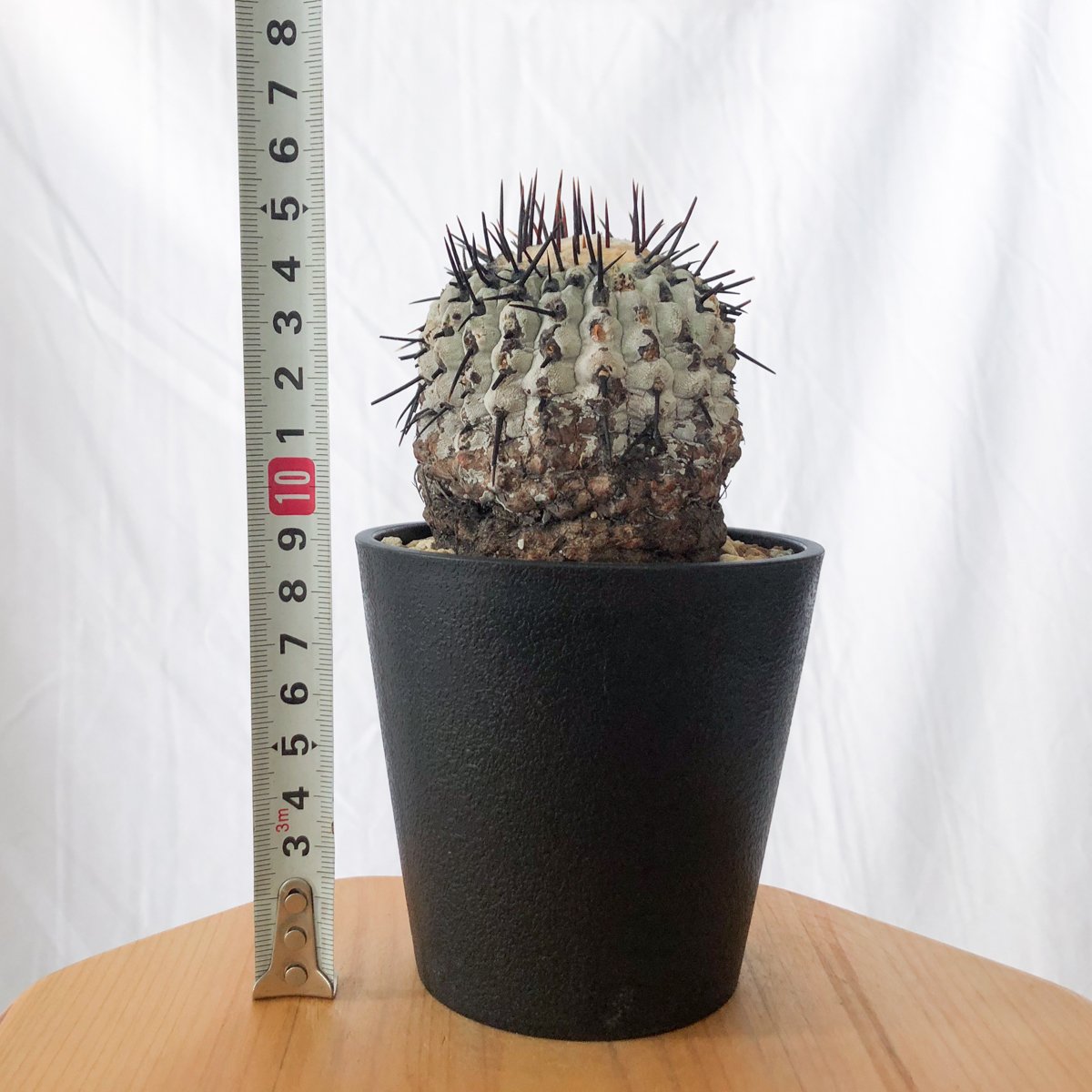 コピアポア【黒王丸】サボテン② 楽天市場】【現品】コピアポア属 黒王丸（黒王丸販売 コクオウマル販売