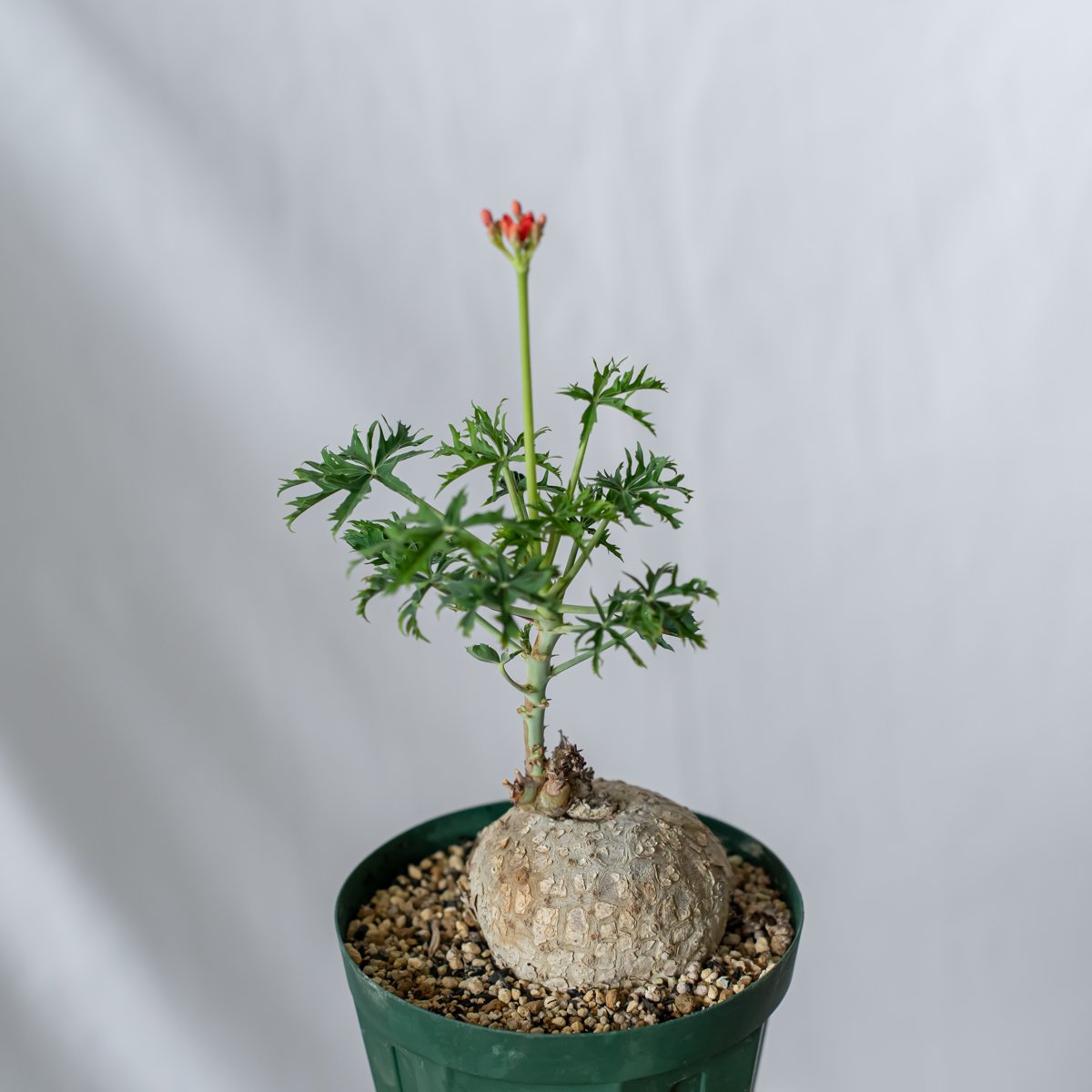 ヤトロファ カタルティカ 錦珊瑚 Jatropha cathartica ベル