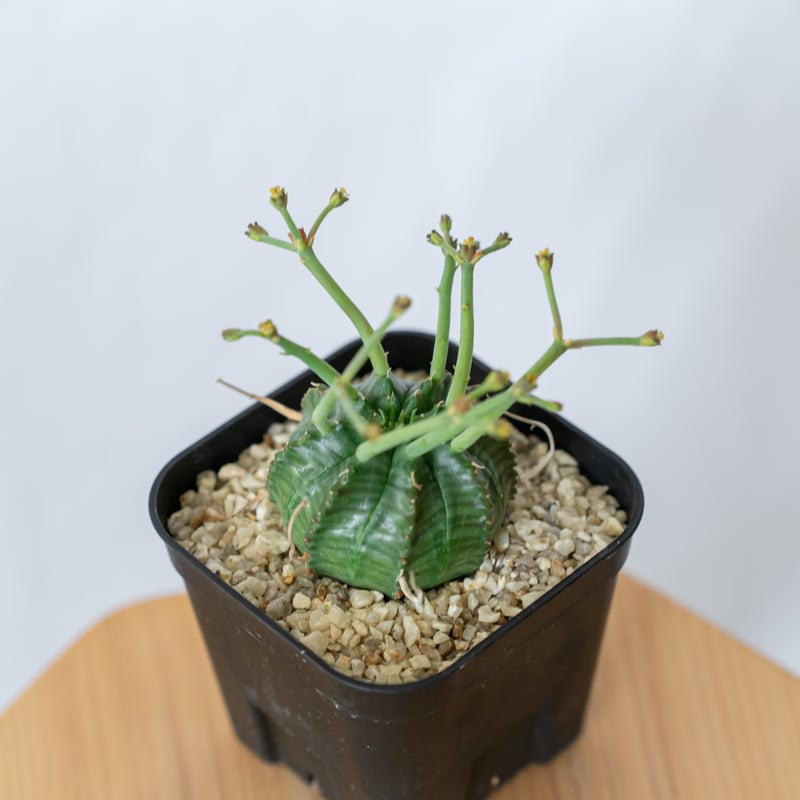 ユーフォルビア スーパーバリダ 実生 雄株 Euphorbia super valida 多肉