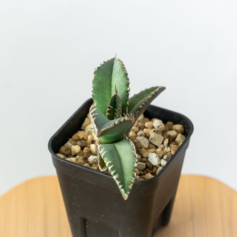 アガベ チタノタ　悪魔くん　子株付き RAFLUMコレクション】アガベ チタノタ 