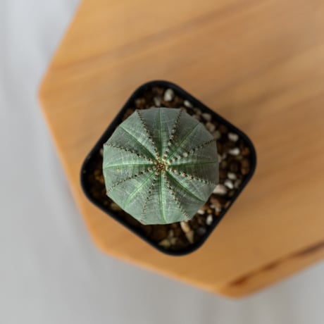ユーフォルビア オベサ 実生 Euphorbia obesa 多肉植物 珍奇植物 静岡 ANTIDOTE 通販 S1431