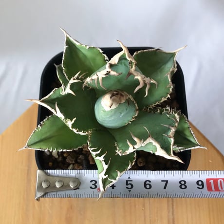 アガベ チタノタ 白幽霊【発根管理中】TC株 agave titanota white ghost 多肉植物 珍奇植物 静岡 ANTIDOTE 通販 S1446