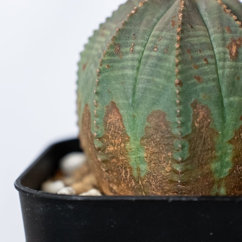 ユーフォルビア オベサ 実生 Euphorbia obesa 多肉植物 珍奇植物 静岡