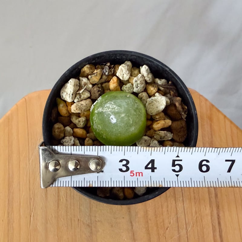 コノフィツム ブルゲリ Conophytum burgeri 多肉植物 珍奇植物 静岡 ANT