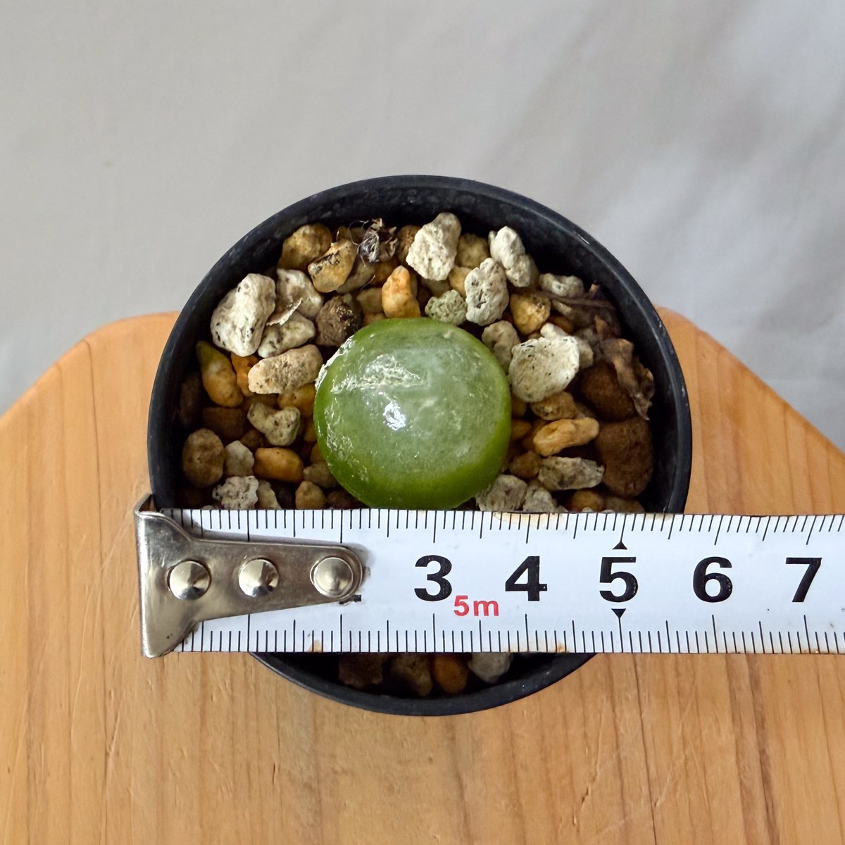コノフィツム　ブルゲリ　中株　発根管理中 コノフィツム ブルゲリ Conophytum burgeri 多肉植物 珍奇植物 静岡 ANT