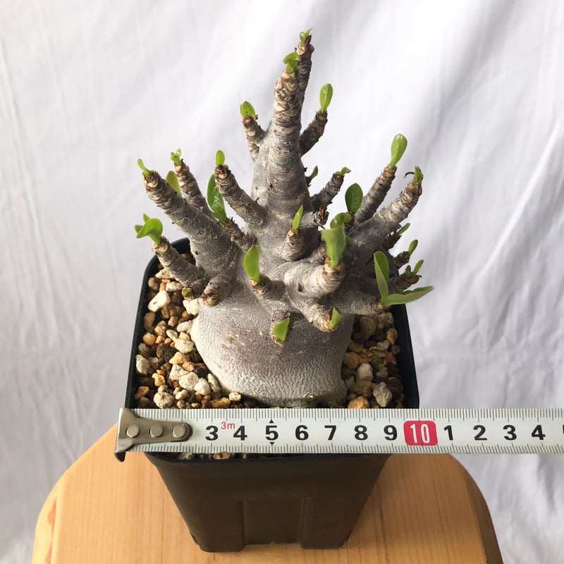 多肉植物　キングアデニウムKing Adenium 歪な樹形が特徴 多肉植物 キングアデニウムKing Adenium 歪な樹形が特徴