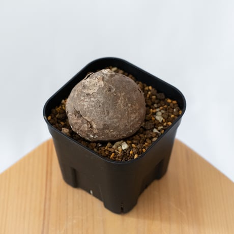 ステファニア エレクタ 実生【発根管理中】Stephania erecta 塊根植物 コーデックス 多肉植物 珍奇植物 静岡 ANTIDOTE 通販 S1413