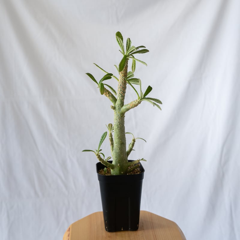 take plantsページ　ドルステニアギガス Dorstenia gigas／ドルステニア・ギガスの栽培記録｜目指せ