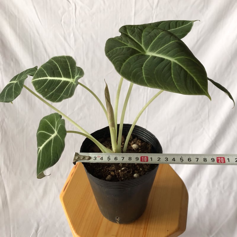 アロカシア ニンジャ Alocasia 観葉植物 静岡 ANTIDOTE 通販 S42 |