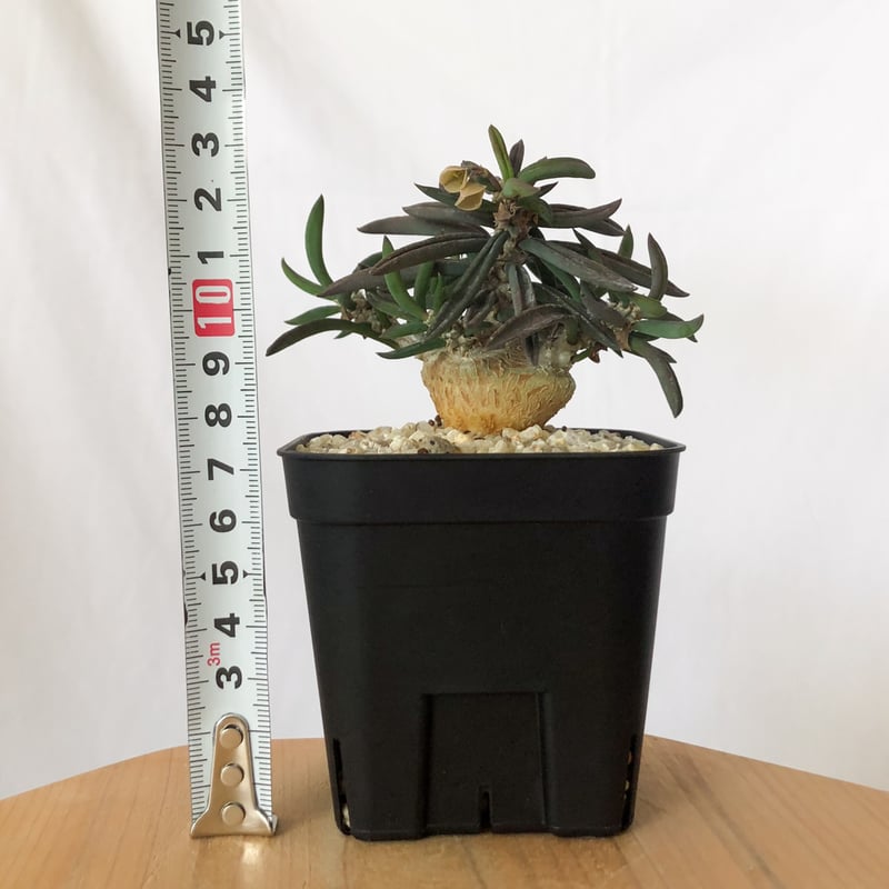 ユーフォルビア キリンドリフォリア トゥビフェラEuphorbia