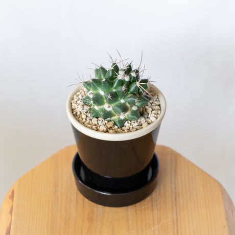 マミラリア マグニママ 鉢セット Mammillaria magnimamma サボテン 多肉植物 珍奇植物 静岡 ANTIDOTE 通販 S1404