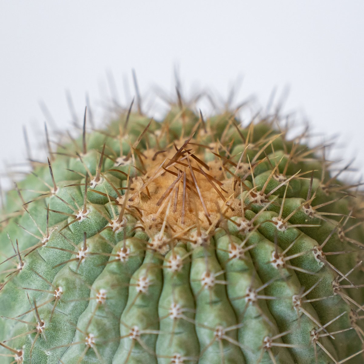 コピアポア コルムナアルバ 孤竜丸 台付 美株 Copiapoa cinerea var. c