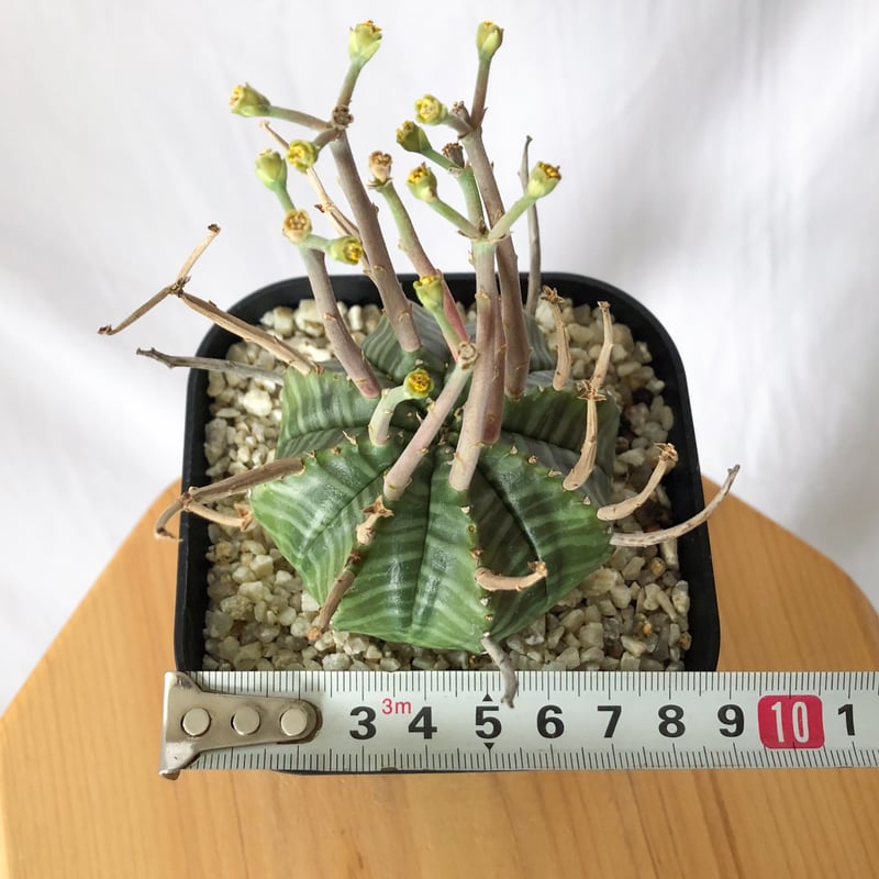 ユーフォルビア スーパーバリダ 実生 雄株 美株 Euphorbia super valida