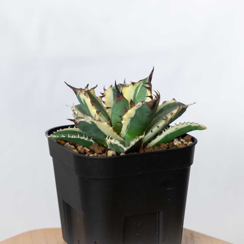 アガベ チタノタ 姫厳竜 白覆輪 姫厳竜錦 姫厳龍錦 TC株 ベアルート