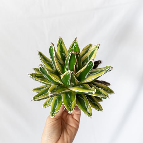 アガベ　極上姫笹の雪　選抜株 アガベ 極姫笹の雪 | hanayoshi-botanical