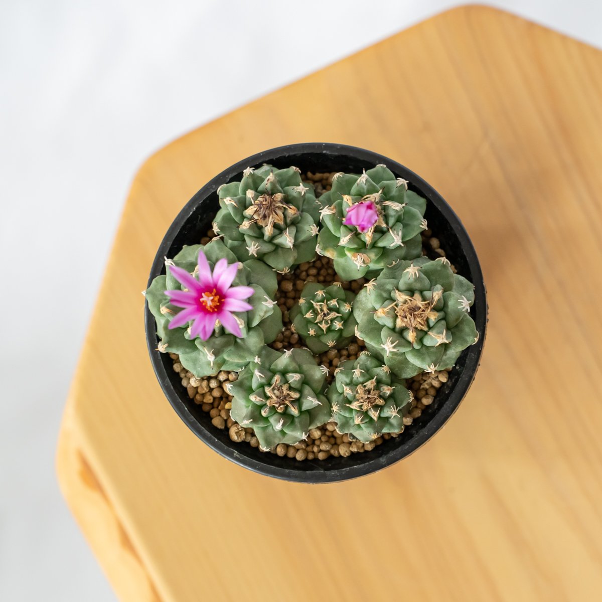 サボテン 多肉植物 ツルビニカルプス ★★実生　アロンソイ★★ ツルビニカルプス アロンソイ 実生 寄せ植え Turbinicarpus alonsoi