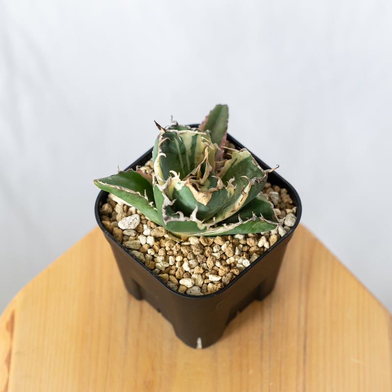 アガベ チタノタ 白鯨 白覆輪 白鯨錦 TC株 Agave titanota White