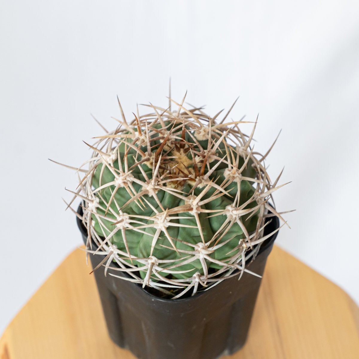 ギムノカリキウム フェロシオール 美株 実生 Gymnocalycium hybopleuru