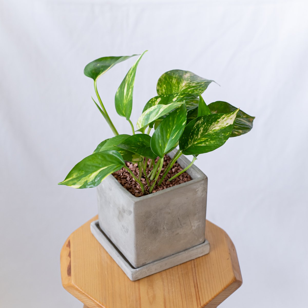 サンスベリア シルバーハニー 鉢セット Sansevieria Silver Hahnii 観