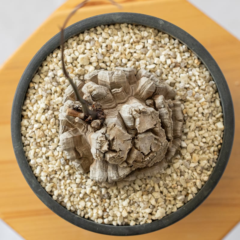 亀甲竜 ディオスコレア・エレファンティペス 大株 Dioscorea