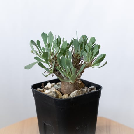 ユーフォルビオイデス | STORES