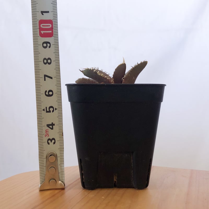 アガベ チタノタ 金蟾【発根管理中】TC株 Agave titanota kinsen 多肉植