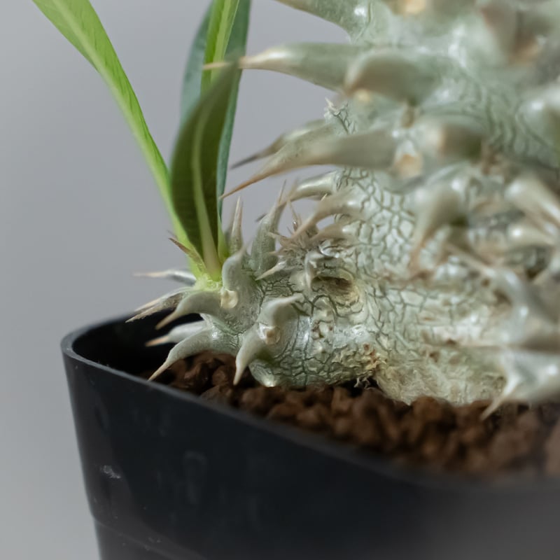 パキポディウム ホロンベンセ Pachypodium horombense 塊根植物