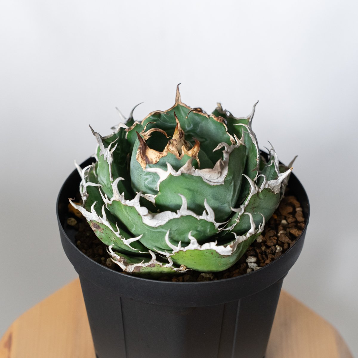 超美株❗️アガベ　チタノタ　白鯨　タグ付き❗️鉢ごと❗️ アガベ チタノタ 白鯨 特大株 OC株 Agave titanota White Whale