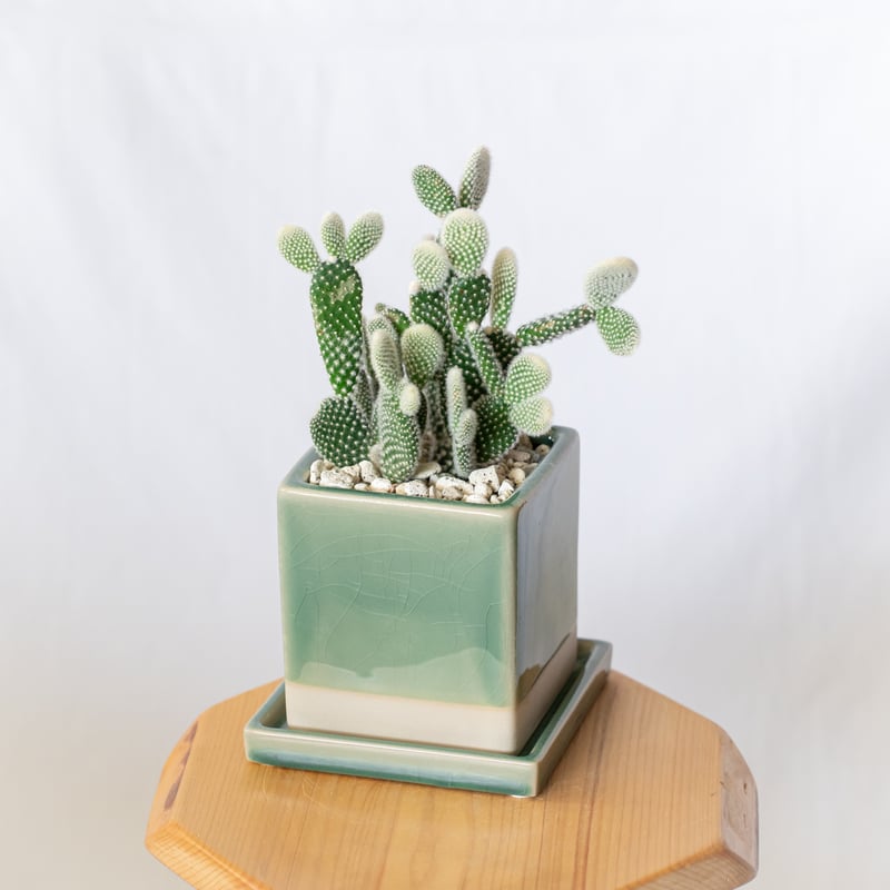 ウチワサボテン　オプンチア　木質化 木質化したオプンチアの幹 | コタブロ日記 多肉植物・ヤシ・蘇鉄・猫
