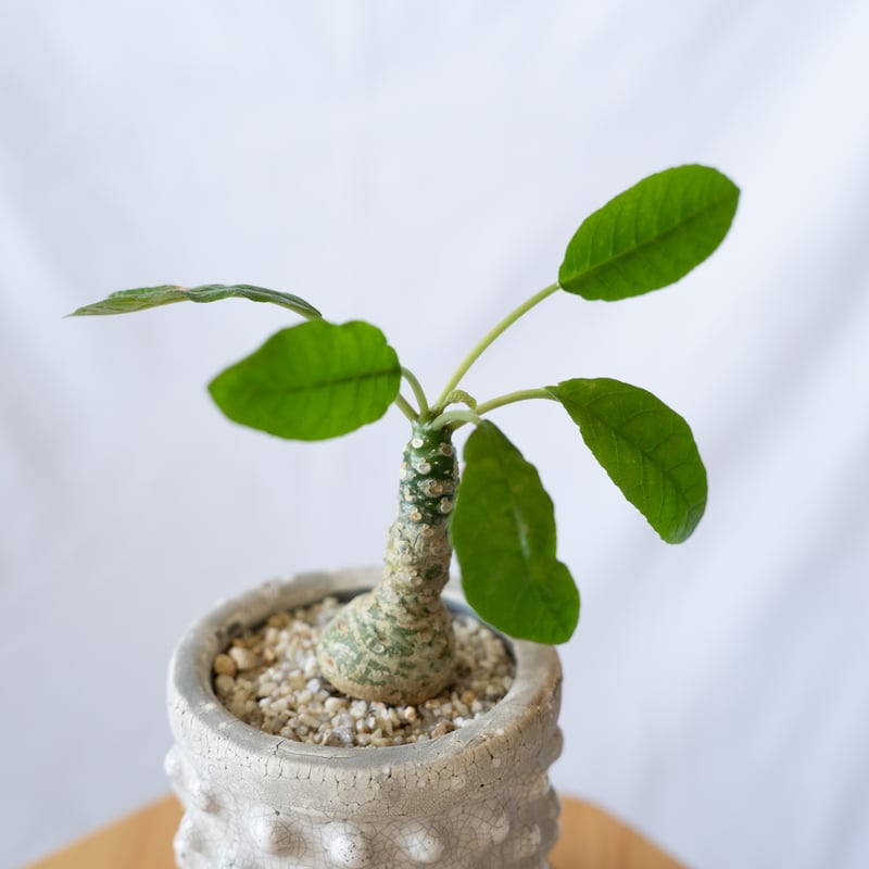 ドルステニア フォエチダ Dorstenia 塊根植物 コーデックス 珍奇植物