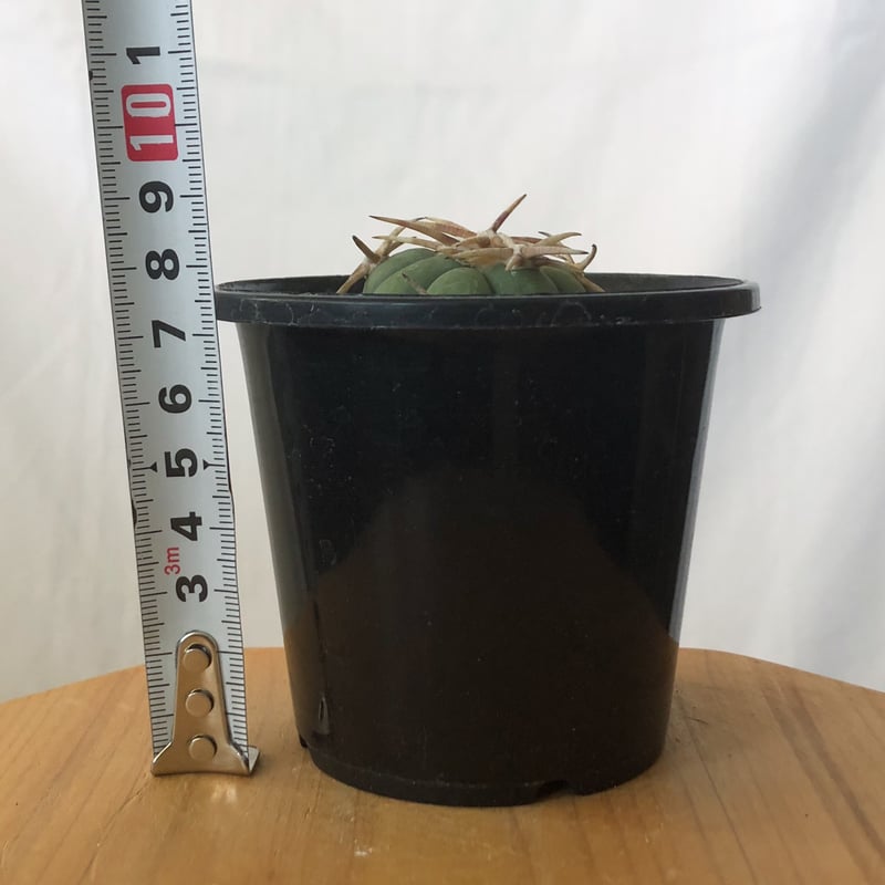 エキノカクタス 白刺翠平丸 実生 美株 Echinocactus horizonthaloni
