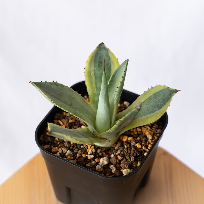 アガベ ポタトラム 三宅雷神 OC株 【発根管理中】Agave potatorum Miyak