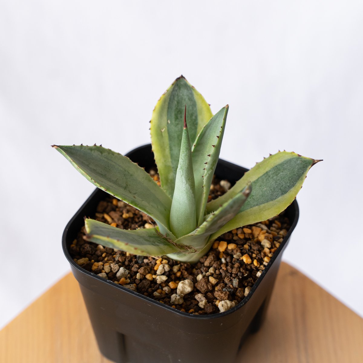 アガベ ポタトラム 三宅雷神 OC株 【発根管理中】Agave potatorum Miyak