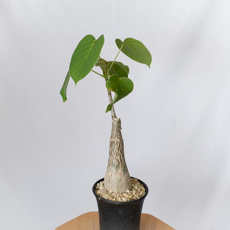 プセウドボンバックス エリプティクム pseudobombax ellipticum 塊根