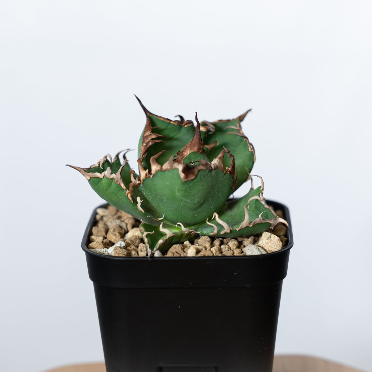 アガベ チタノタ シーザー 美株 OC株 Agave titanota Caesar 多肉植物