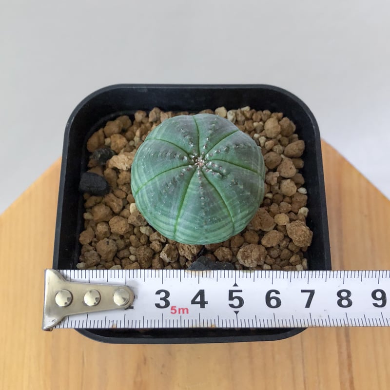 ユーフォルビア オベサ 実生 Euphorbia obesa 多肉植物 珍奇植物 静岡