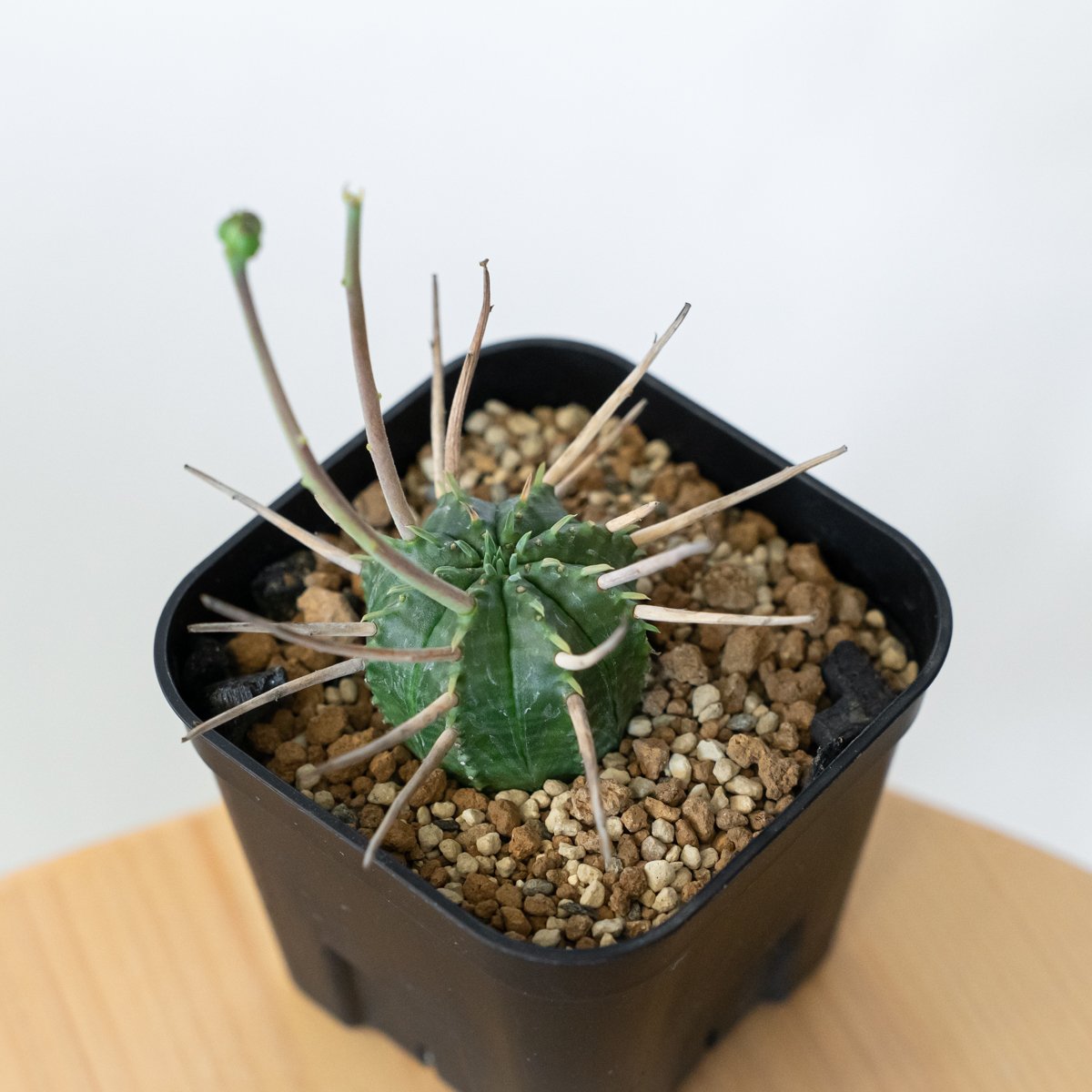 ユーフォルビア スーパーバリダ 美株 雌株 メス株 実生 Euphorbia