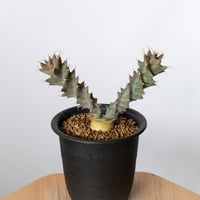 ユーフォルビア トルチラマ 実生 Euphorbia tortirama 多肉植物 珍奇植物 静岡 ANTIDOTE 通販 S1506