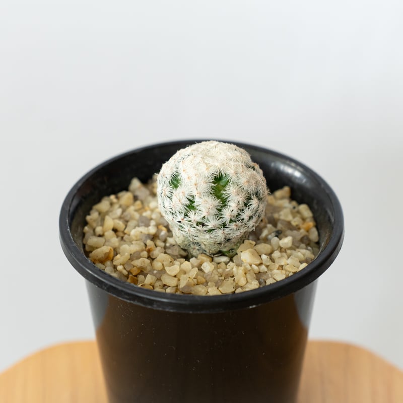 ま。様 リリア 10月中旬まで Amazon.co.jp: 婚約破棄の十分前に、前世を思い出しました 1