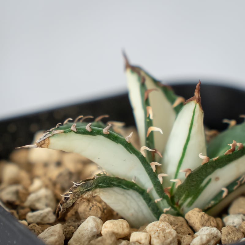 チタノタ「太陽神錦(白中斑)」 アガベ チタノタ 太陽神 白中斑 TC株 Agave titanota Sun God