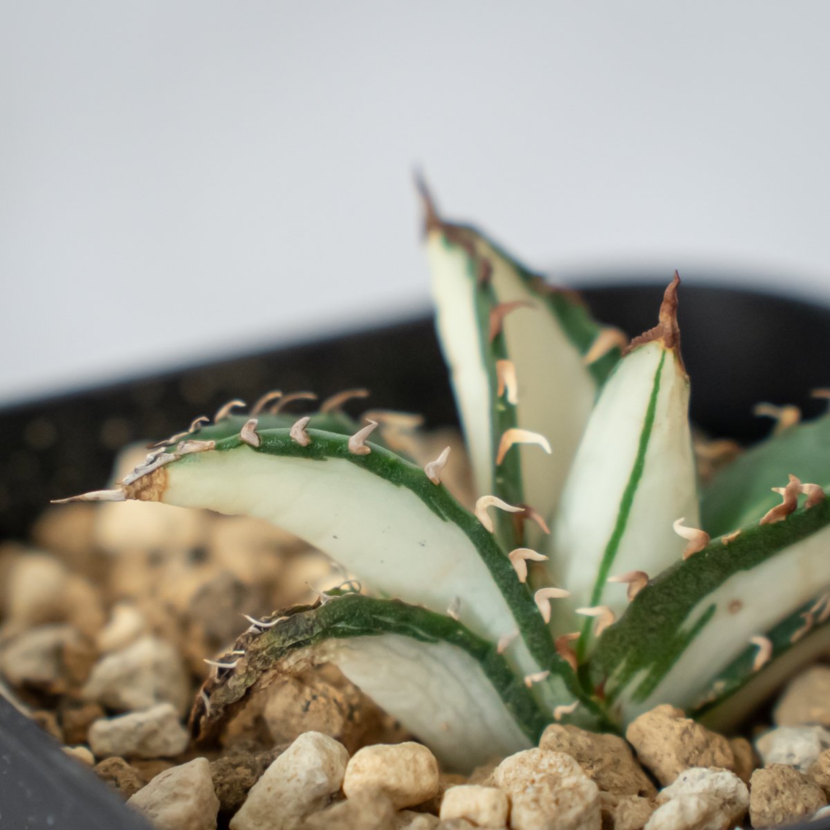 アガベ チタノタ 太陽神 白中斑【発根管理中】TC株 Agave