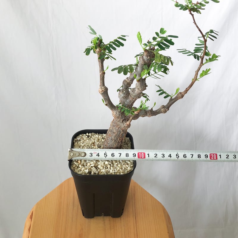 S*S様 センナ メリディオナリス 4株セット　コーデックス　塊根植物　サボテン センナ メリディオナリス 輸入株 Senna Meridionalis コーデックス
