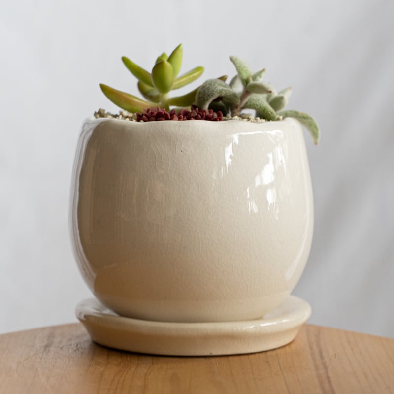 多肉植物 寄せ植え 鉢セット インテリア 多肉植物 観葉植物 珍奇植物