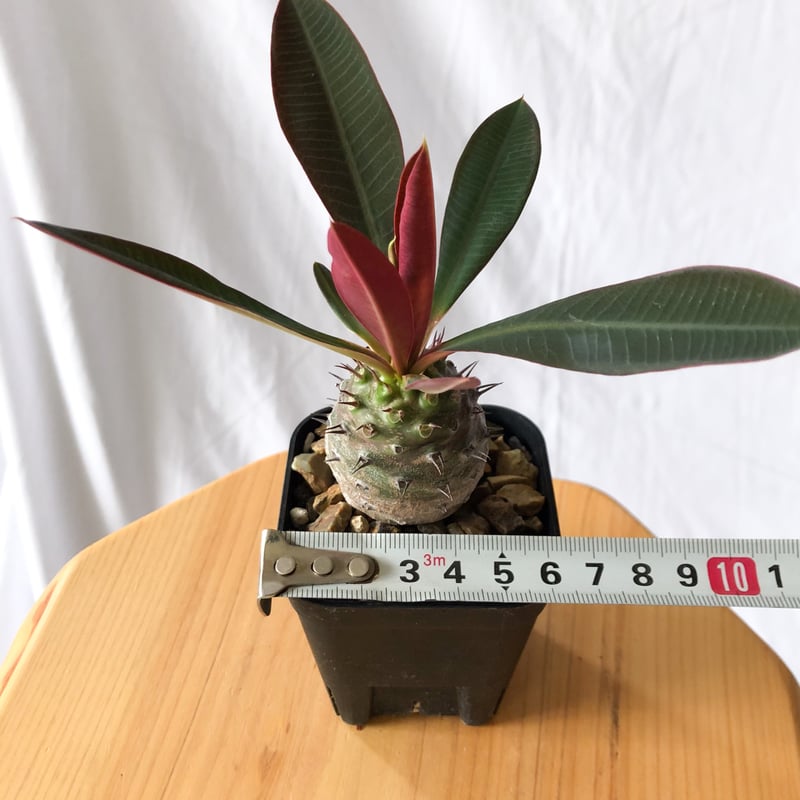 ユーフォルビア パキポディオイデス Euphorbia pachypodioides
