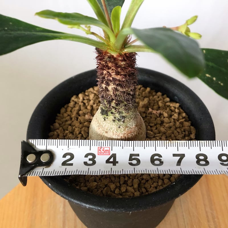 ユーフォルビア ラメナ 実生 Euphorbia ramena 多肉植物 珍奇植物 静岡