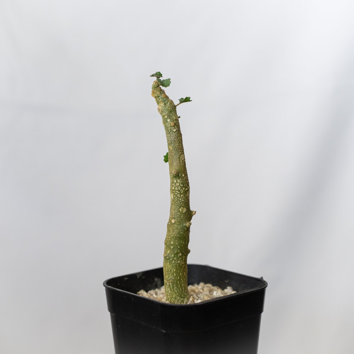 超希少　ドルステニア　ジプソフィラ　実生 ドルステニア ジプソフィラ 実生 Dorstenia gypsophila 塊根植物 多肉