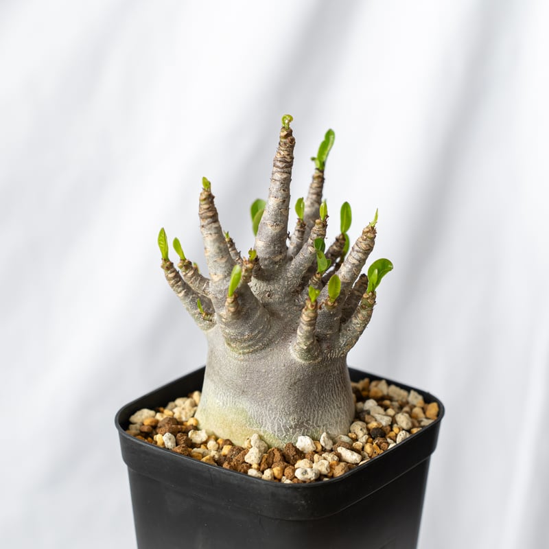 アデニウム アラビカム ブラックスキン【発根管理中】Adenium Arabicum